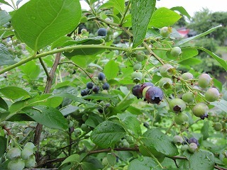IMG_0011.jpg