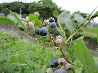 IMG_0012.jpg